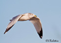 Larus delawarensis